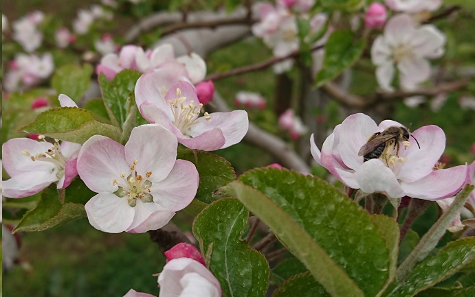 山桜２