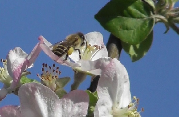 山桜２