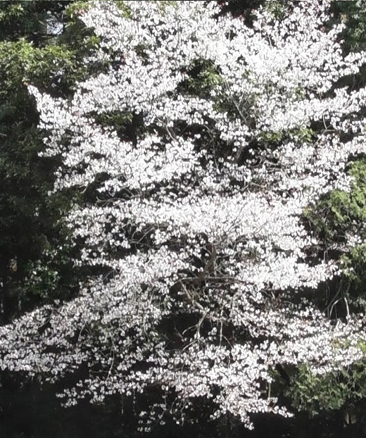 山桜１