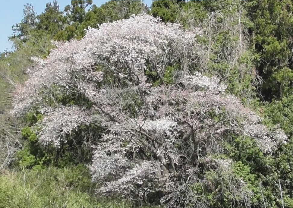 山桜２